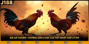 Đá Gà Thomo - Hướng Dẫn Cược Chi Tiết Nhất Hợp Lý VIP